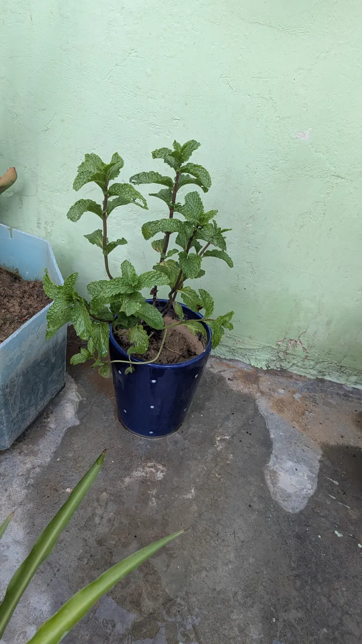 Grew my own mint
